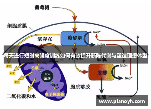 每天进行短时高强度训练如何有效提升新陈代谢与塑造理想体型